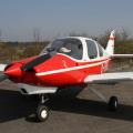 Beagle B-121 Pup 100